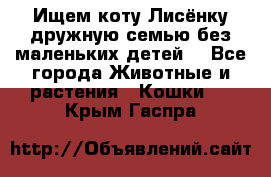 Ищем коту Лисёнку дружную семью без маленьких детей  - Все города Животные и растения » Кошки   . Крым,Гаспра